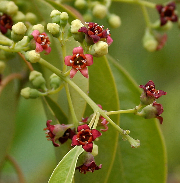 Santalum