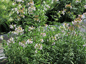 Saponaria officinalis