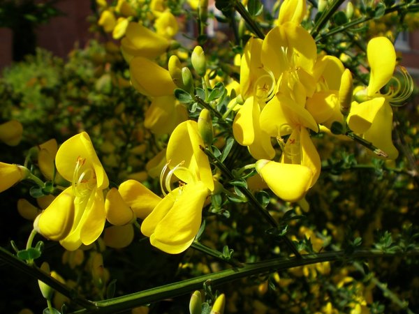 Sarothamnus scoparius