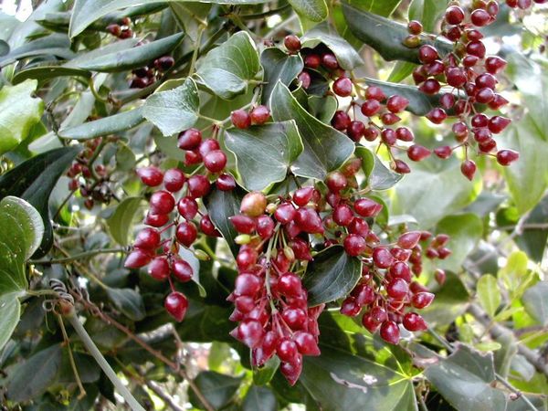 Sarsaparilla officinalis