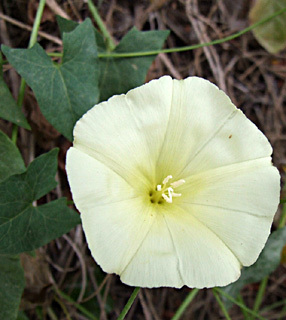 Scammonium