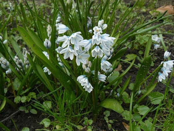 Scilla maritima