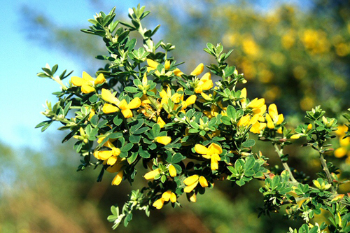 Scoparius genista