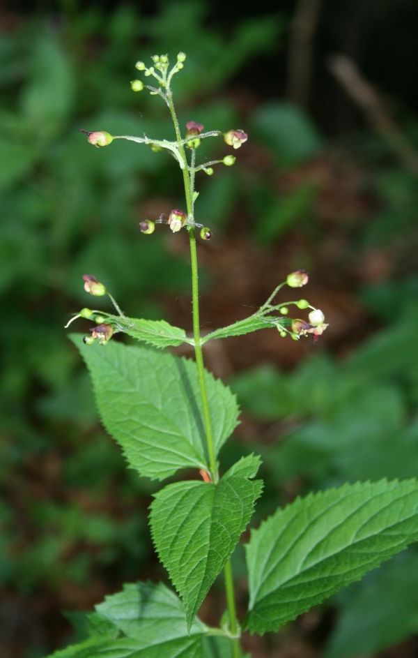 Scrophularia nodosa