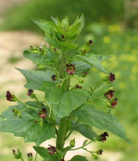 Scrophularia