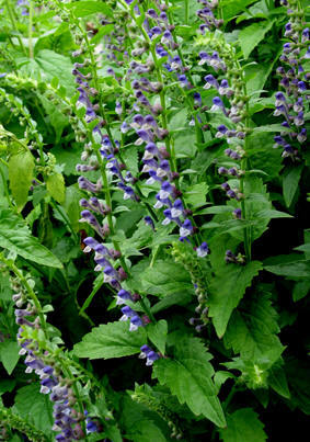 Scutellaria laterifolia