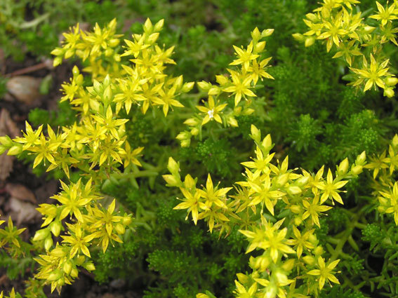 Sedum acre