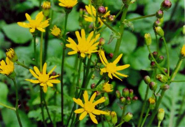Senecio aureus