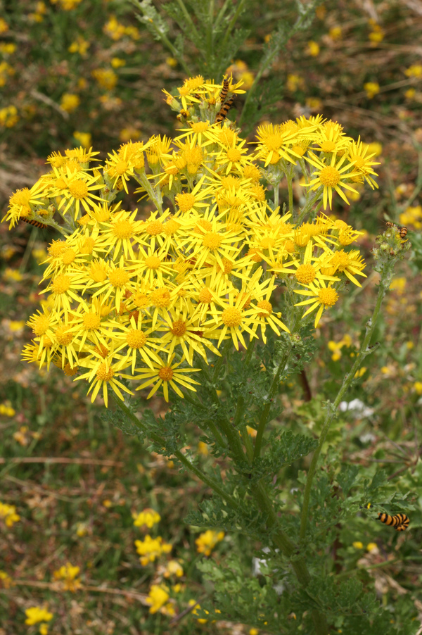 Senecio jacoboea
