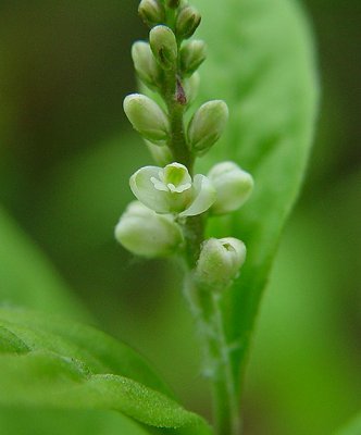 Senega