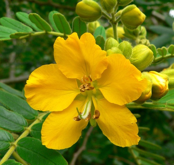 Senna