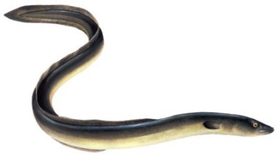 Serum anguillae