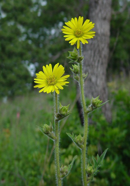 Silphium lacinatum