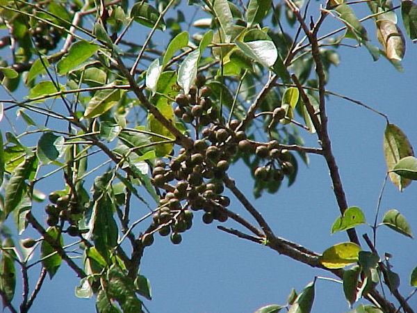 Simaruba