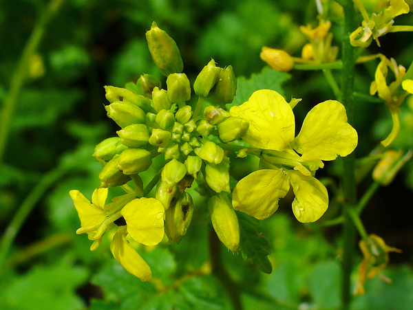 Sinapis alba