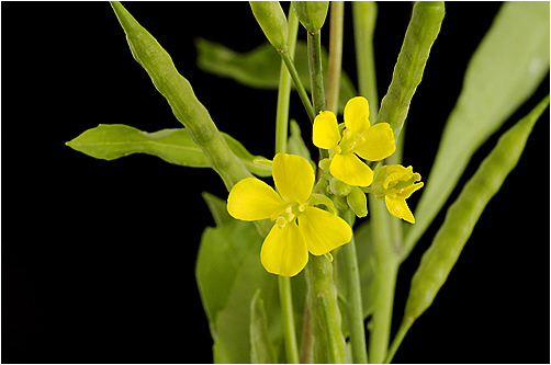 Sinapis nigra