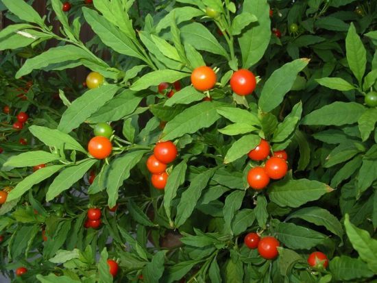 Solanum pseudo-capsicum