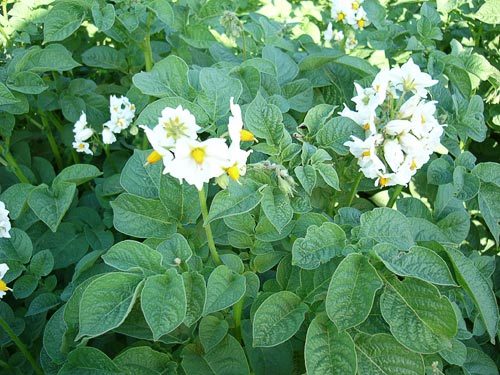 Solanum tuberosum