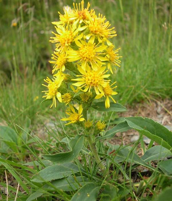 Solidago virgaurea