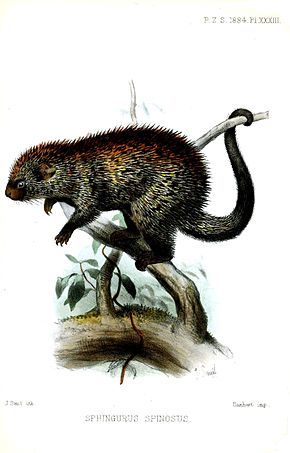 Sphingurus