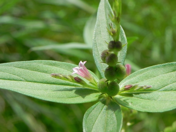 Spigelia anthelmia