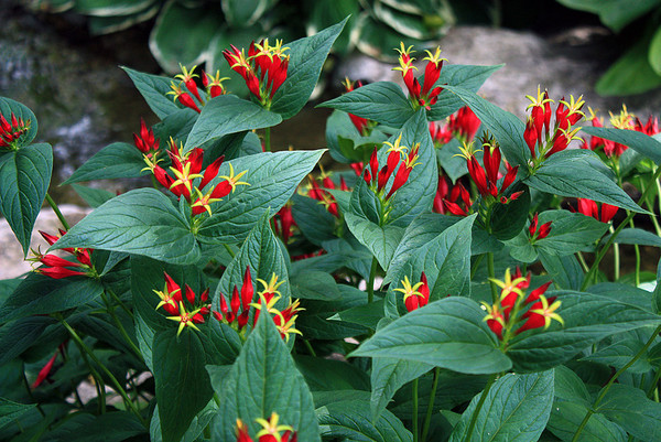 Spigelia marilandica