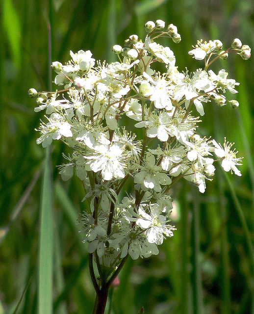 Spiraea ulmaria