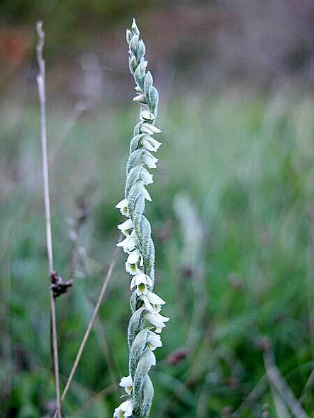 Spiranthes autumnalis