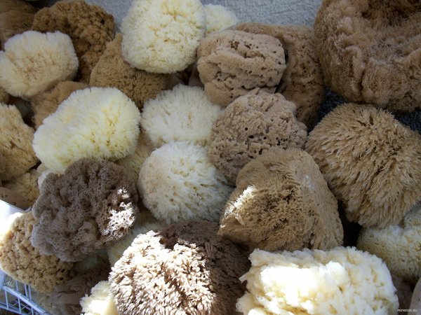 Spongia tosta