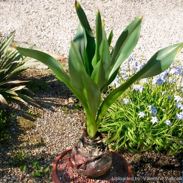 Squilla maritima