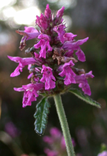 Stachys betonica