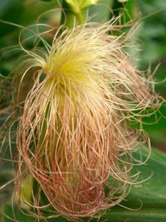 Stigmata maydis