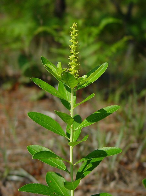 Stillingia silvatica