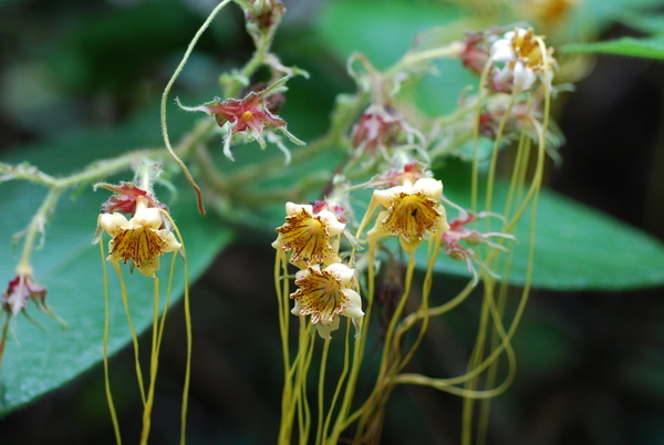 Strophanthus hispidus