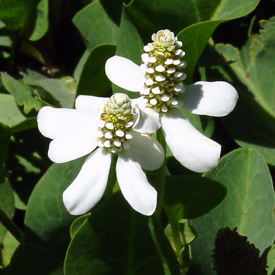 Strychninum phosphoricum