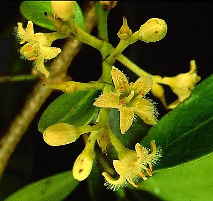 Strychninum purum