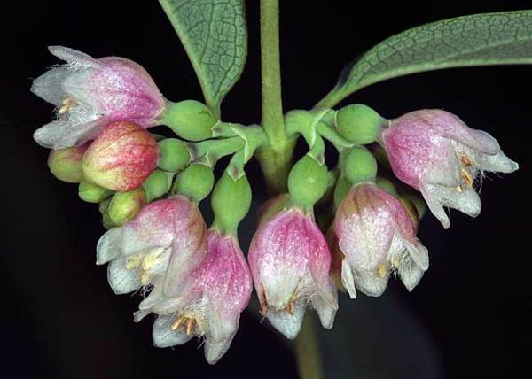Symphoricarpus racemosus