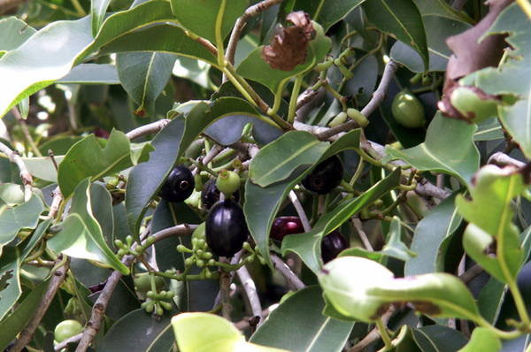 Syzygium jambolanum