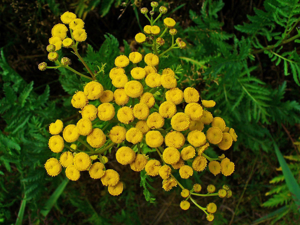 Tanacetum vulgare