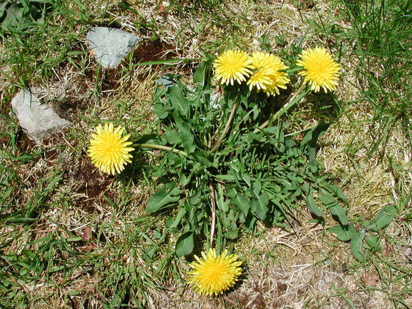 Taraxacum officinale