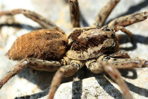 Tarentula hispanica