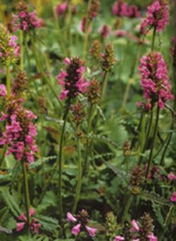 Teucrium marum verum