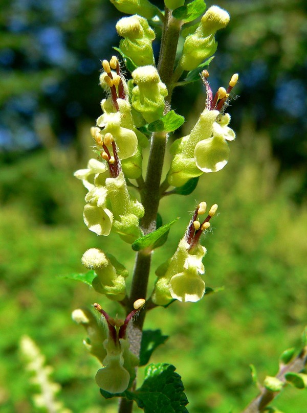 Teucrium scorodonia