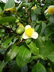 Thea chinensis