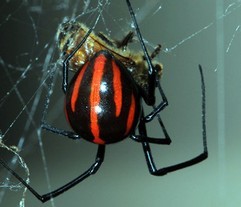 Theridion curassavicum