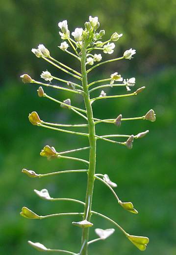 Thlaspi bursa pastoris