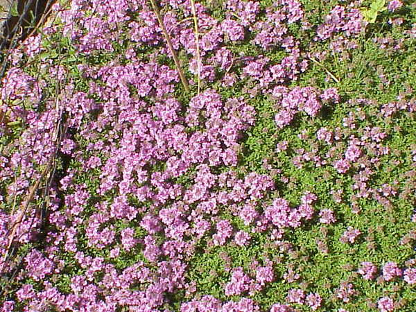 Thymus serpyllum
