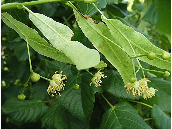 Tilia europaea