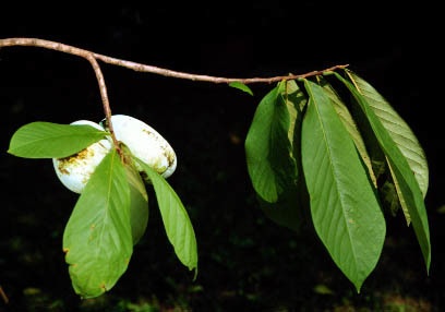 Torula cerevisiae