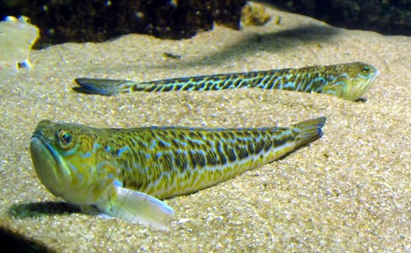 Trachinus